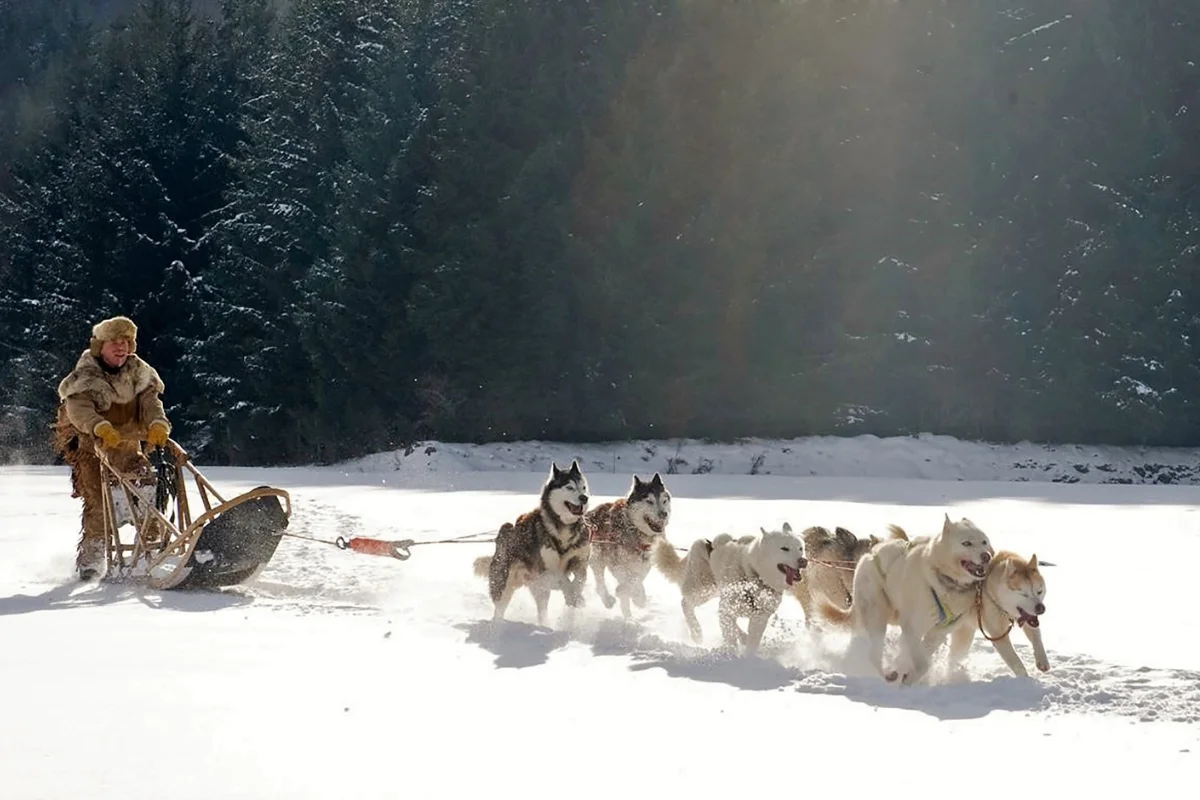 chien-traineau-laponie