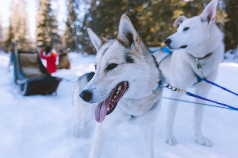 voyage laponie chien de traineau