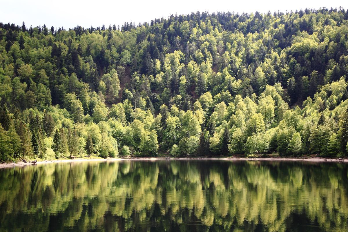 Les meilleures activités à faire dans les Vosges cet été 2024