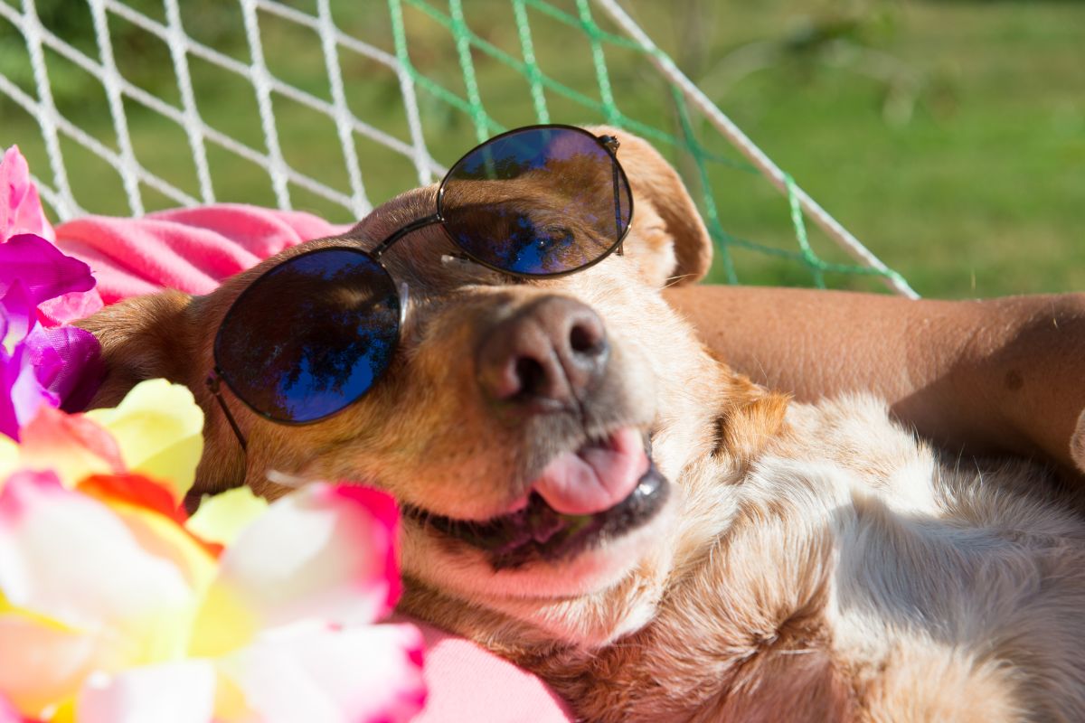 Les 10 meilleurs endroits pour des vacances All Inclusive avec son chien