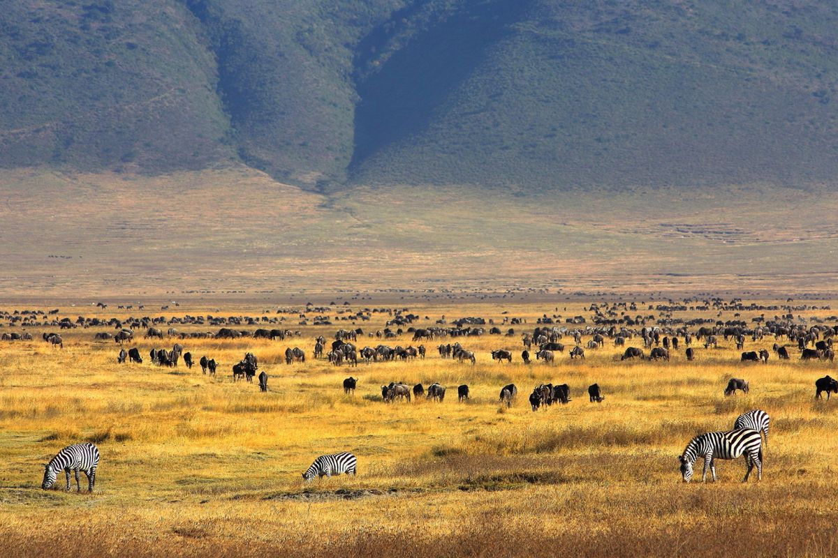 Les 6 plus beaux parcs naturels de Tanzanie à absolument voir