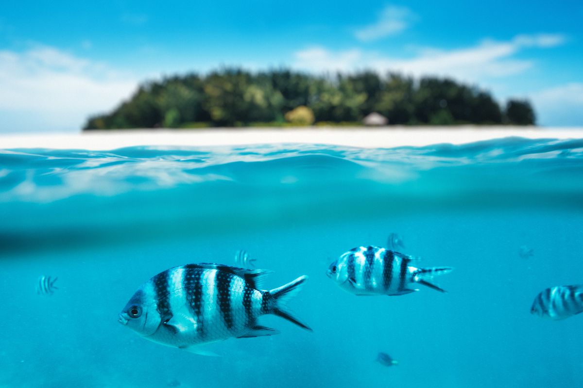 Zanzibar en Octobre : Météo & Climat en 2025