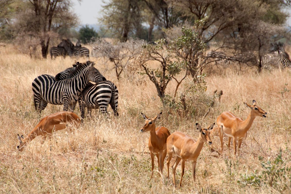 Les 6 plus beaux parcs naturels de Tanzanie à absolument voir