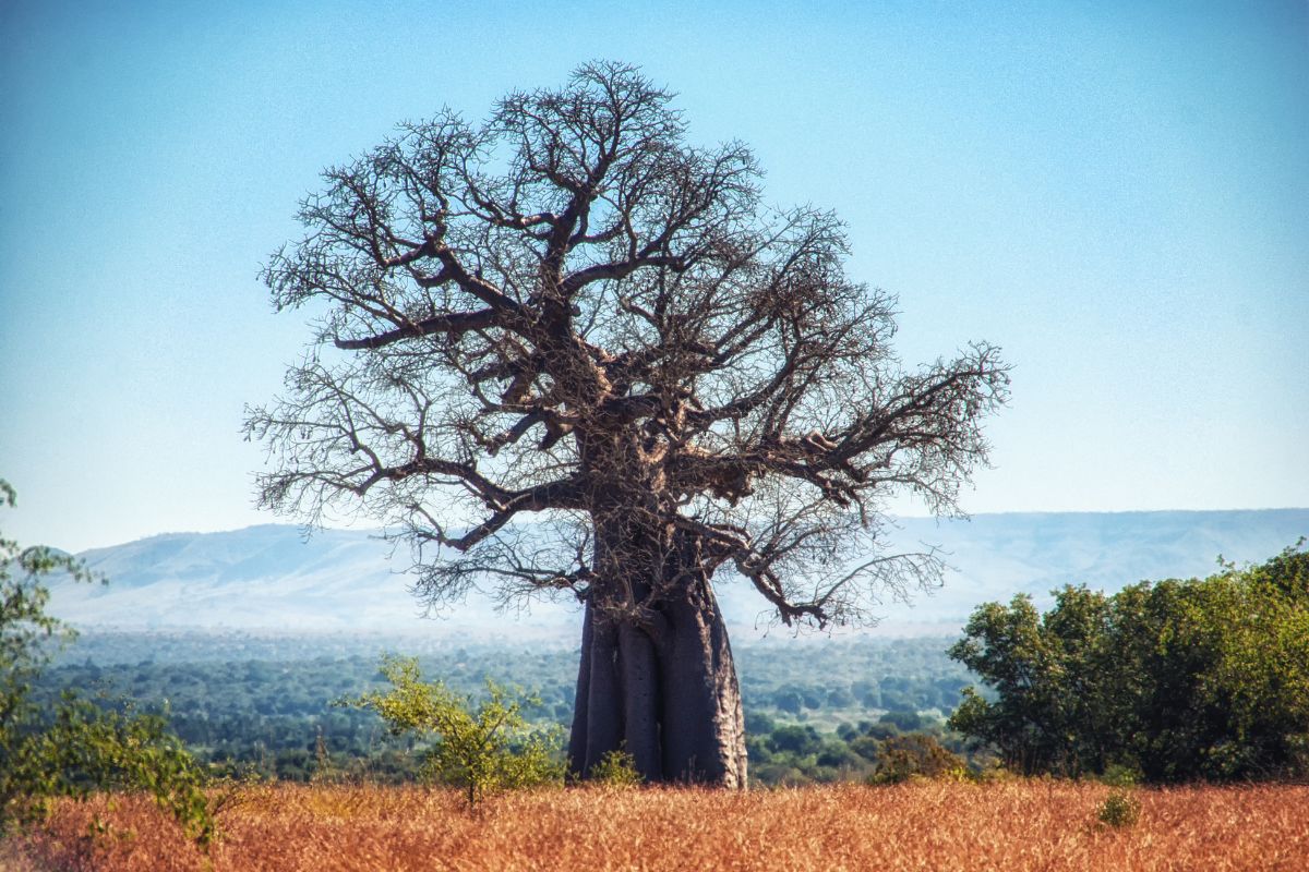 Les 6 plus beaux parcs naturels de Tanzanie à absolument voir