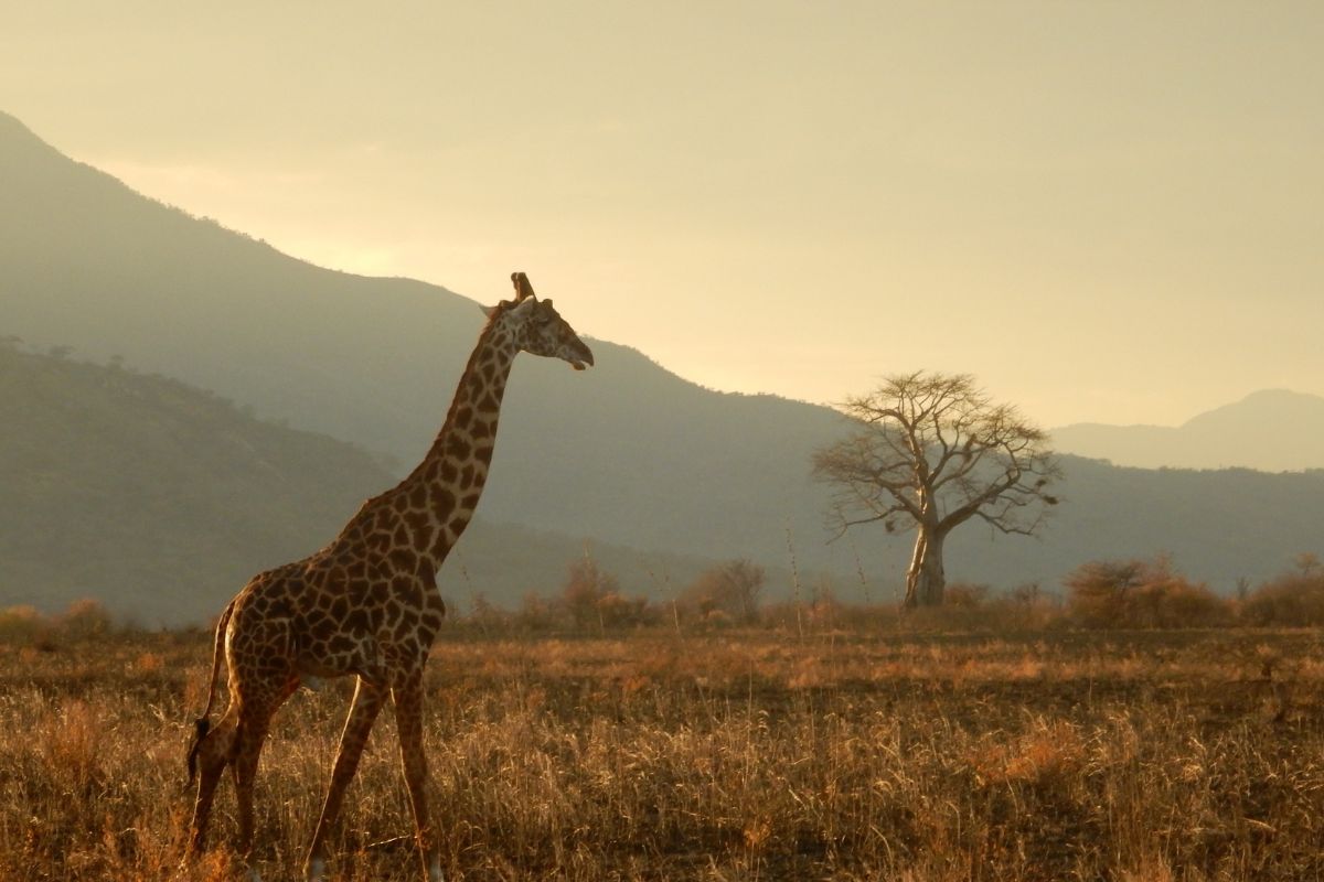 Les 6 plus beaux parcs naturels de Tanzanie à absolument voir