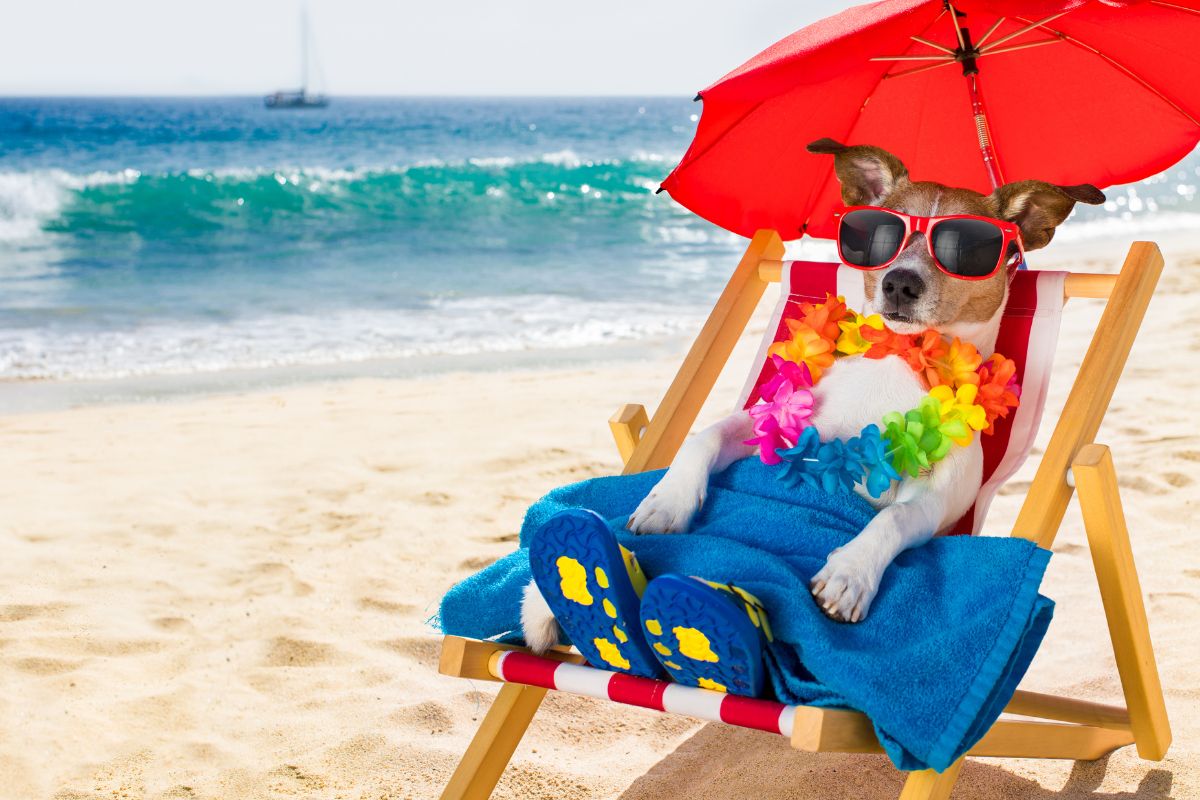 Les 10 meilleurs endroits pour des vacances All Inclusive avec son chien