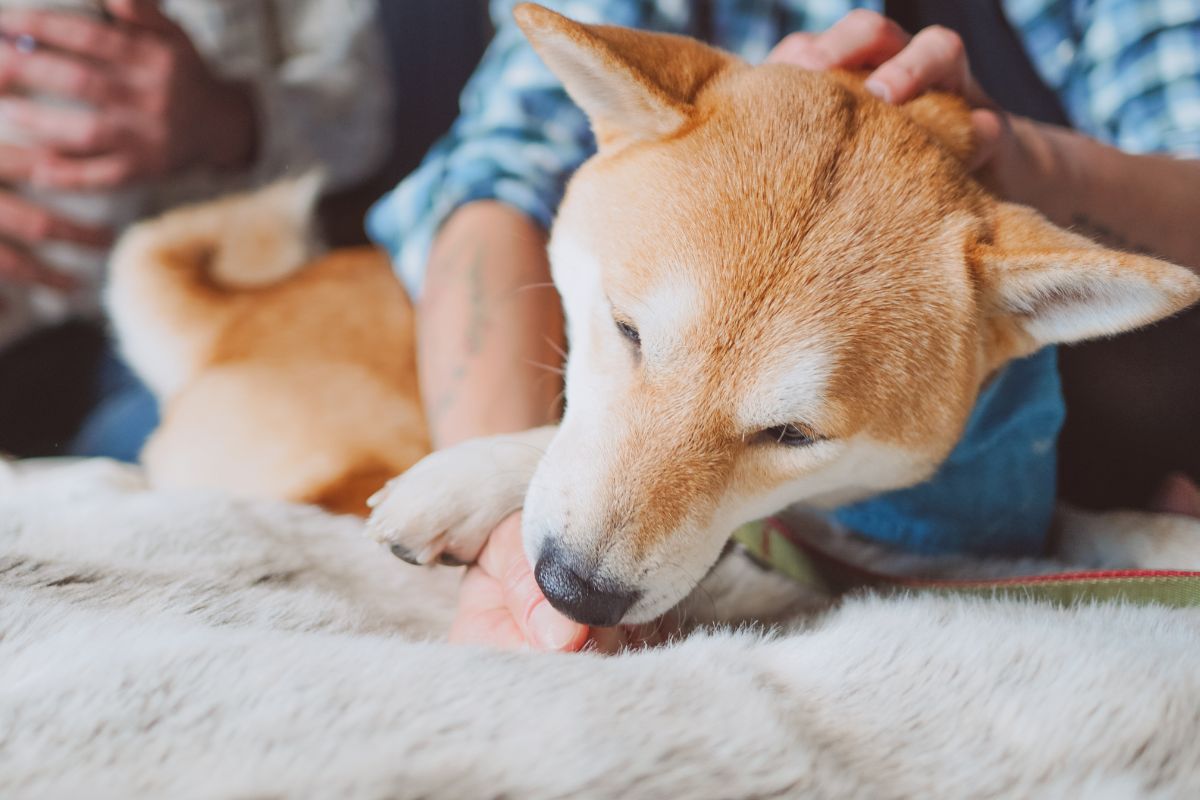 Les 10 meilleurs endroits pour des vacances All Inclusive avec son chien