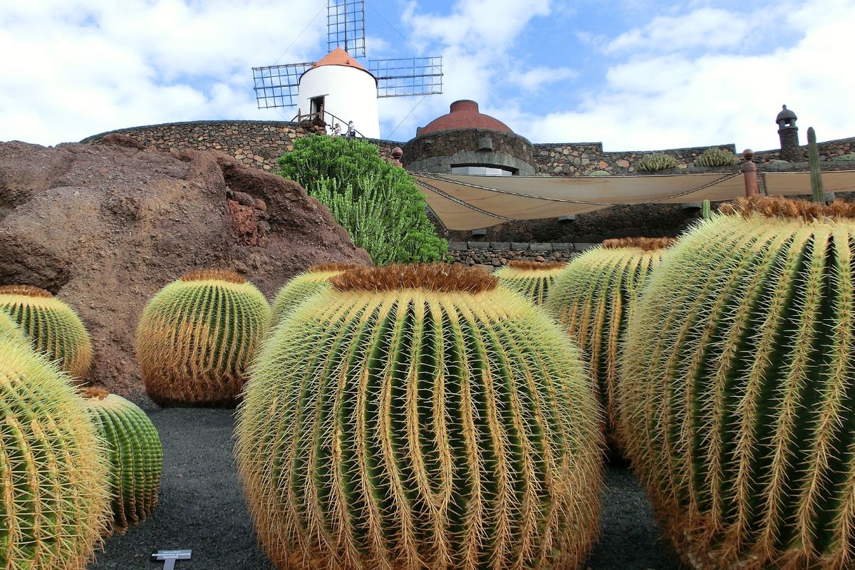 Quelle est la différence entre Tenerife et Lanzarote en 2024 ?