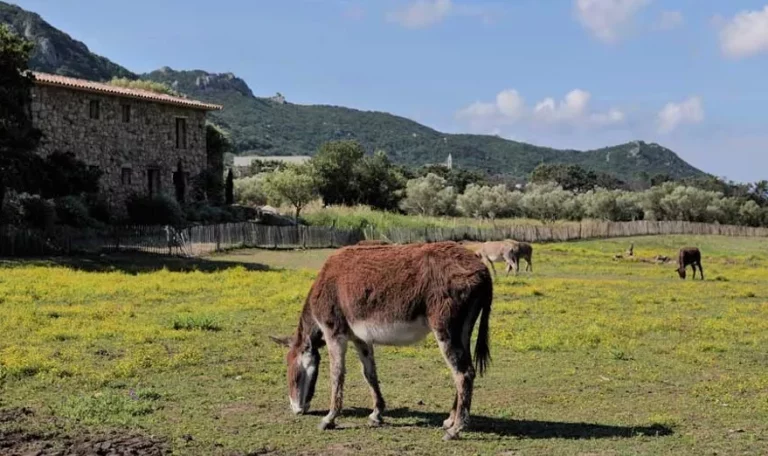 Domaine Pozzo di Mastri 4*