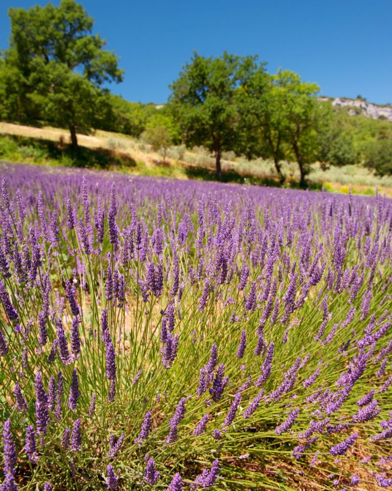 luberon voyageurs