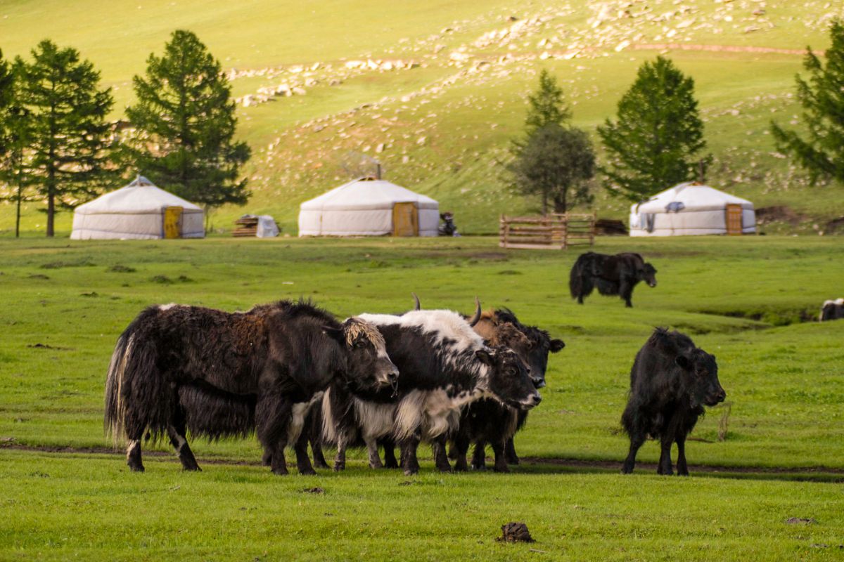 Quand partir en Mongolie pour des vacances magiques ?