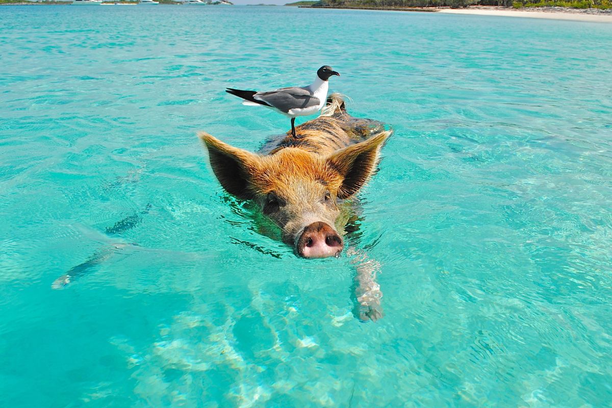 Quand partir en vacances aux Bahamas pour un séjour de rêve ?