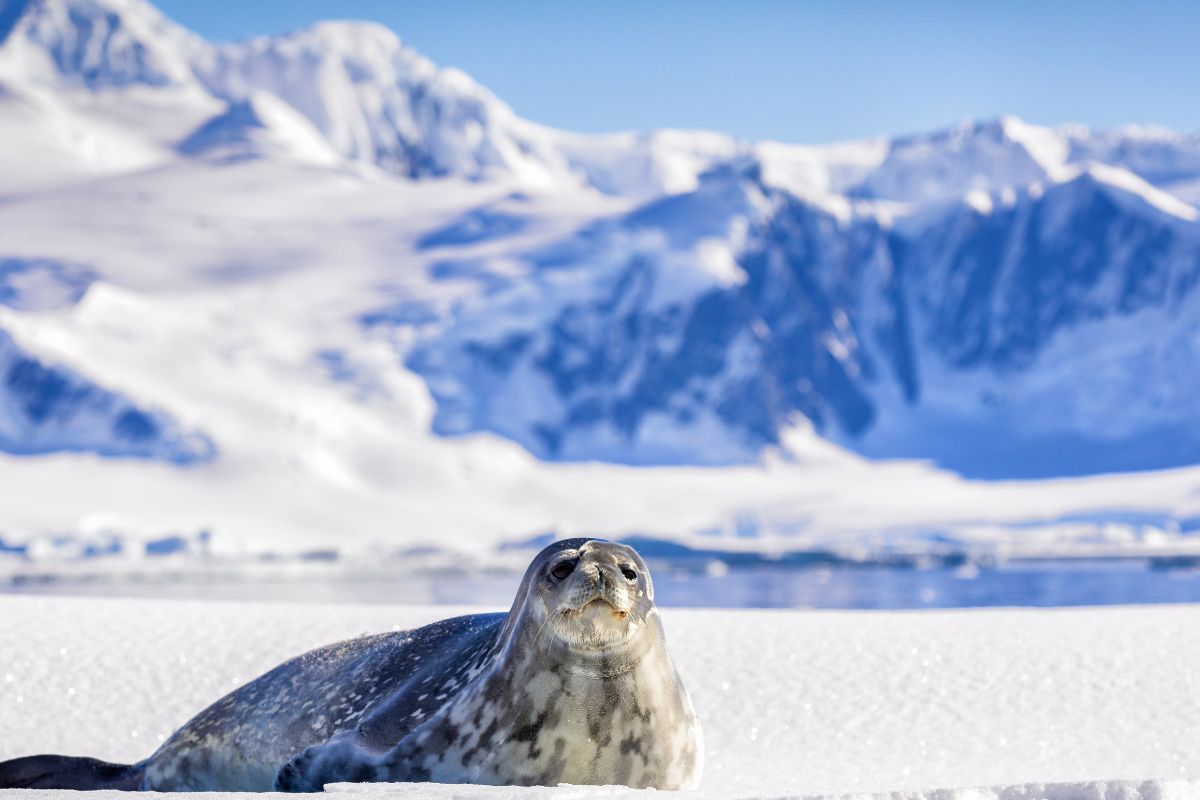 Quel prix espérer pour un voyage en Antarctique en 2025 ?