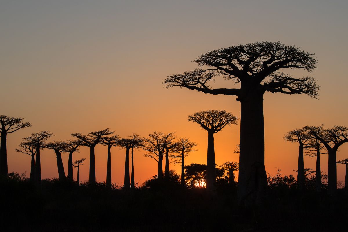 Top 5 des plus beaux endroits à voir la première fois à Madagascar