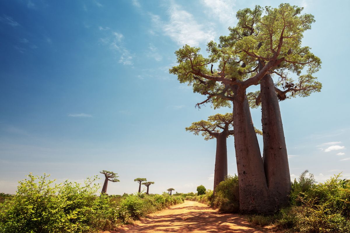 Top 5 des plus beaux endroits à voir la première fois à Madagascar