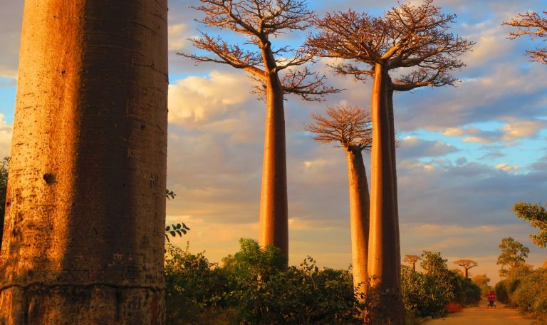 Top 5 des plus beaux endroits à voir la première fois à Madagascar