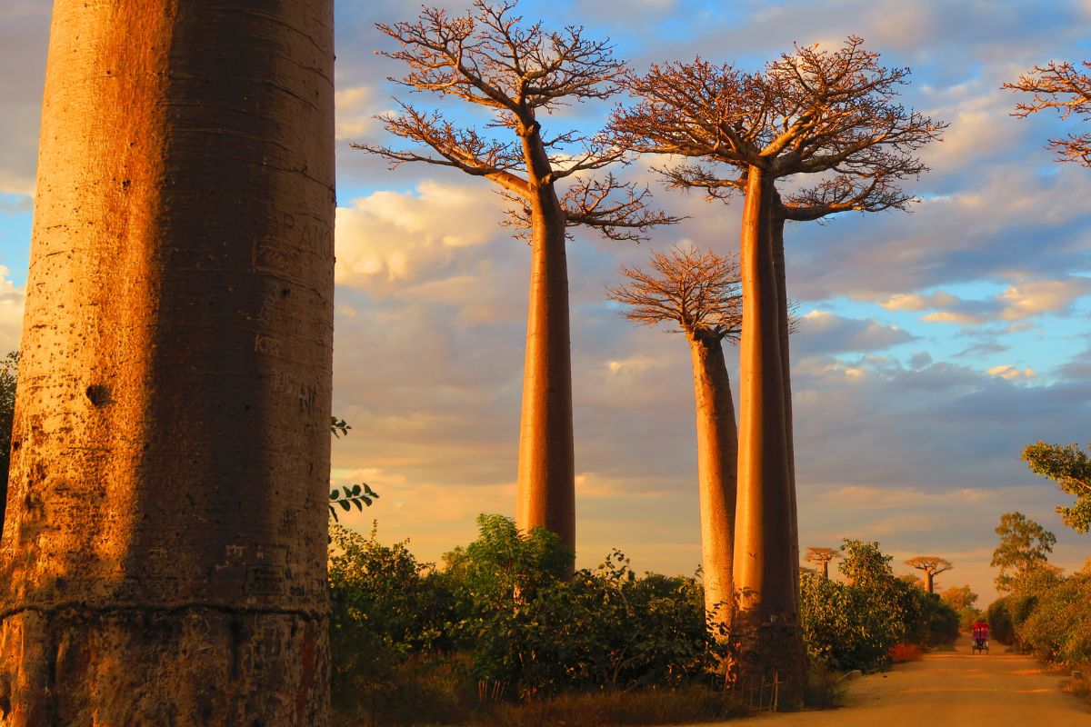 Top 5 des plus beaux endroits à voir la première fois à Madagascar