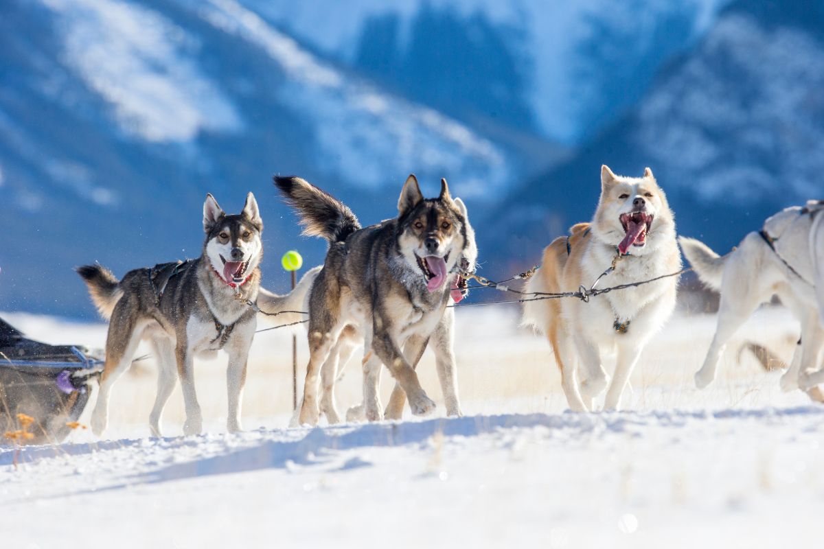 Que faire aux 2 alpes quand on ne skie pas ?