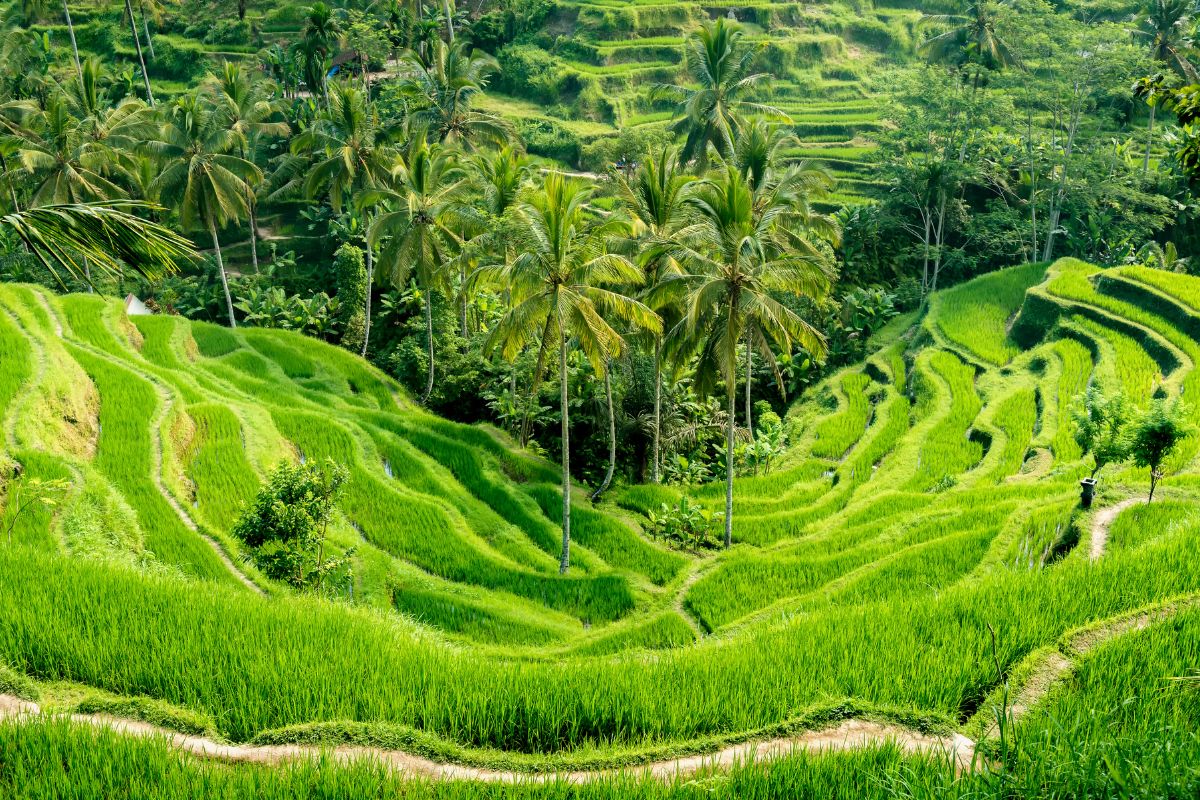 Bali en Juillet : Est-ce une bonne idée ?
