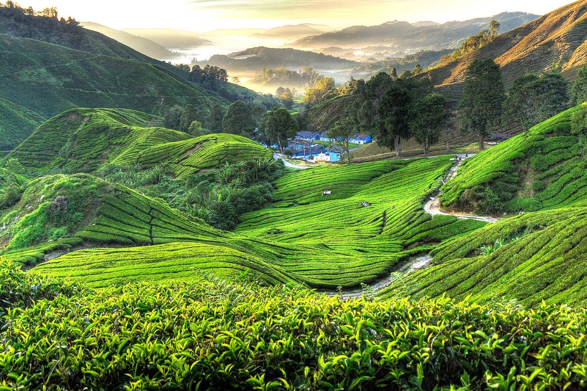 BOH Tea Plantation