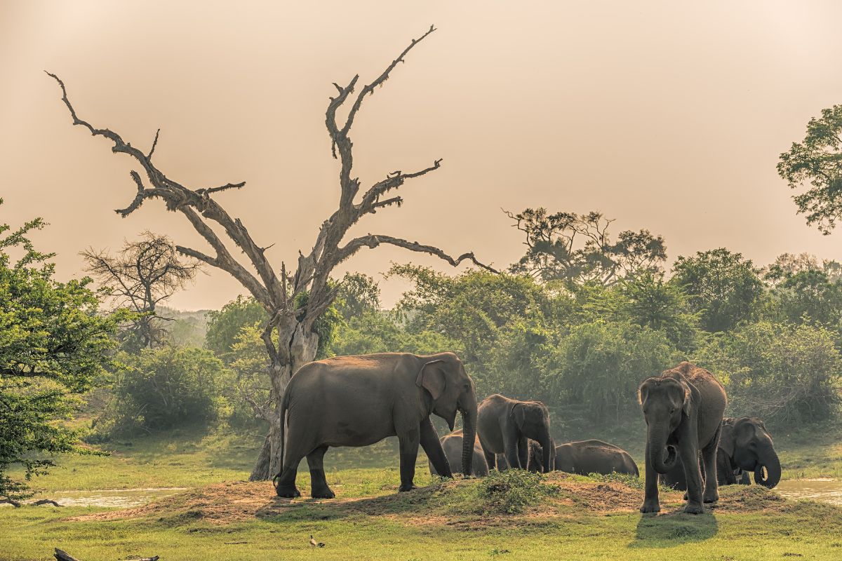 Sri lanka