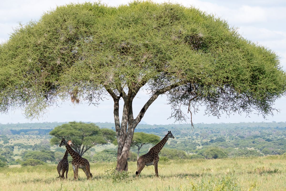 Quel prix pour un safari de 1 jour à Zanzibar ?