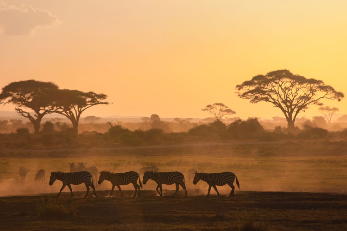 Quel prix pour un safari au Kenya de 10 jours ?