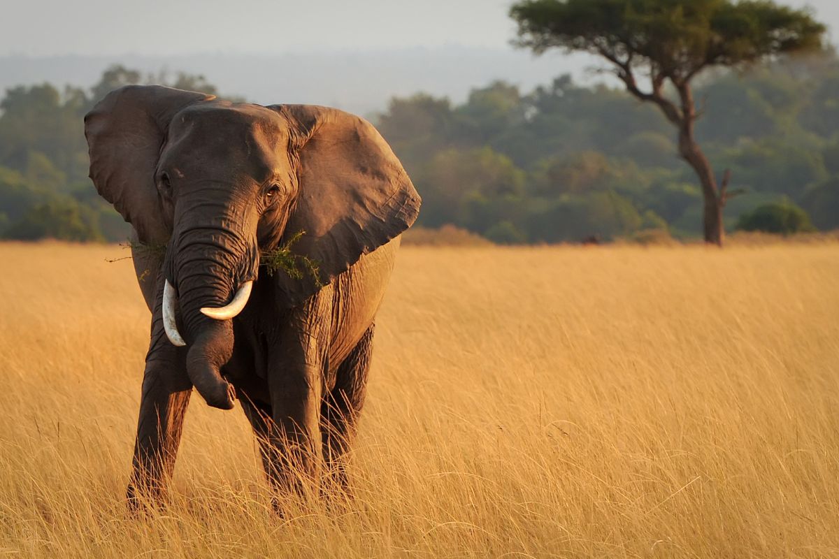 Quel prix pour un safari au Kenya de 10 jours ?