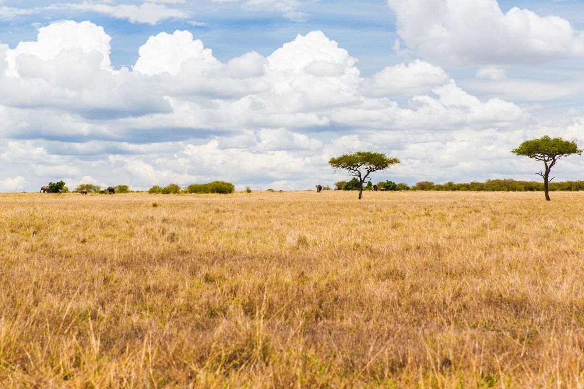 Les 5 plus belles réserves d’Afrique du Sud en 2025