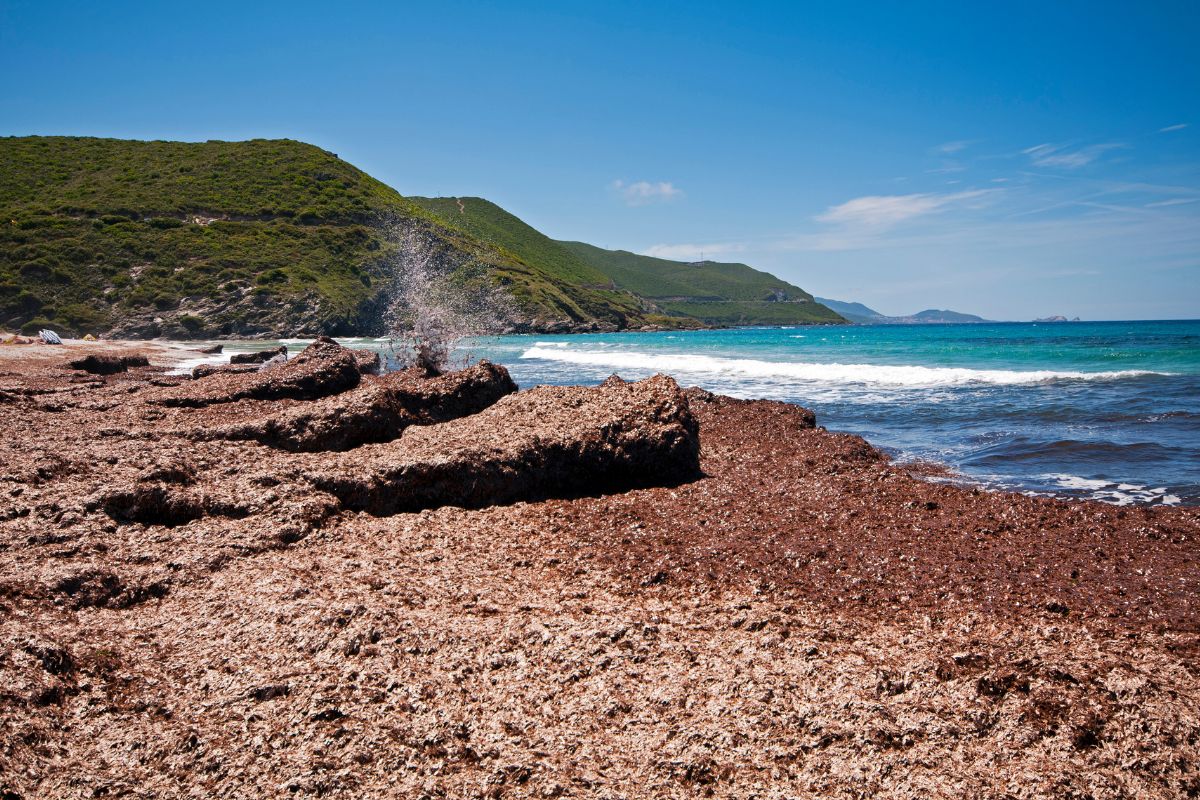 Les 5 meilleures plages de la Corse du Nord en 2025