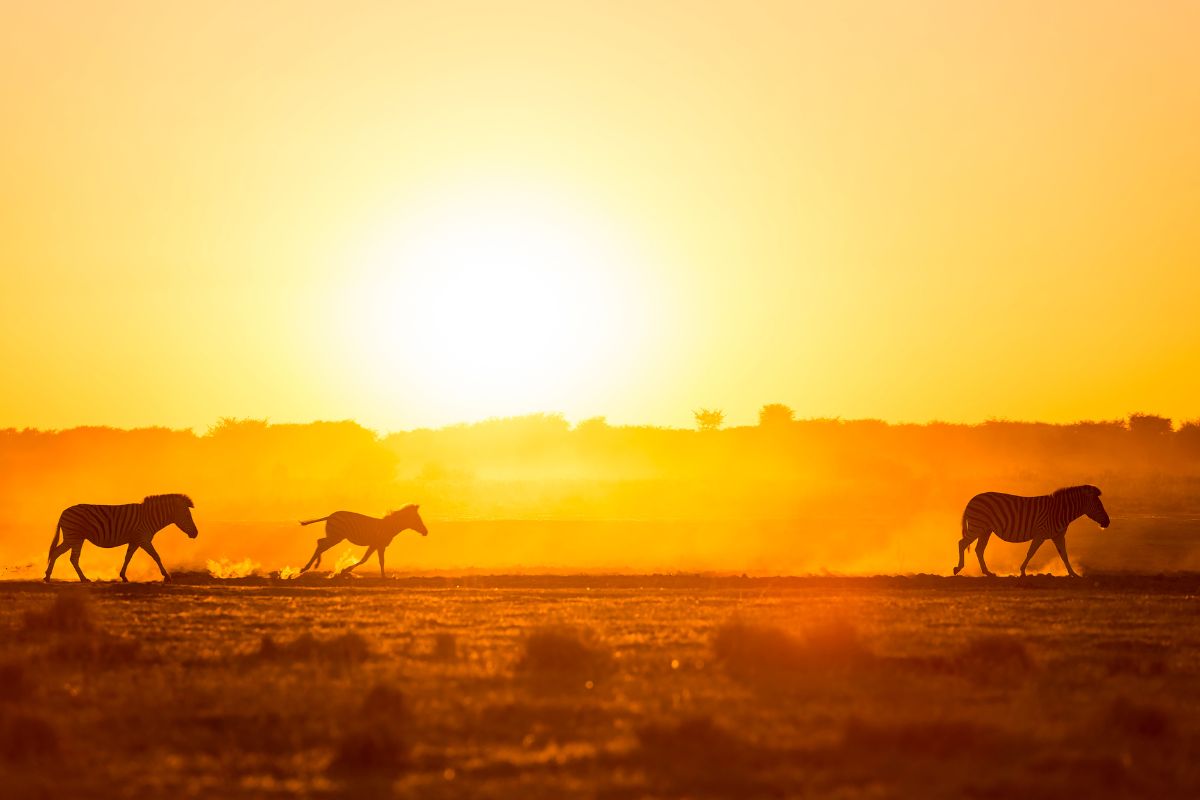 Les 5 plus belles réserves d’Afrique du Sud en 2025