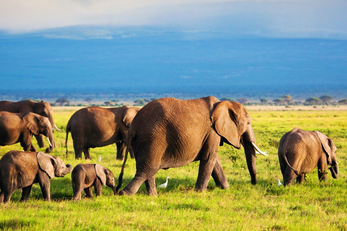 Quel prix pour un safari au Kenya de 10 jours ?