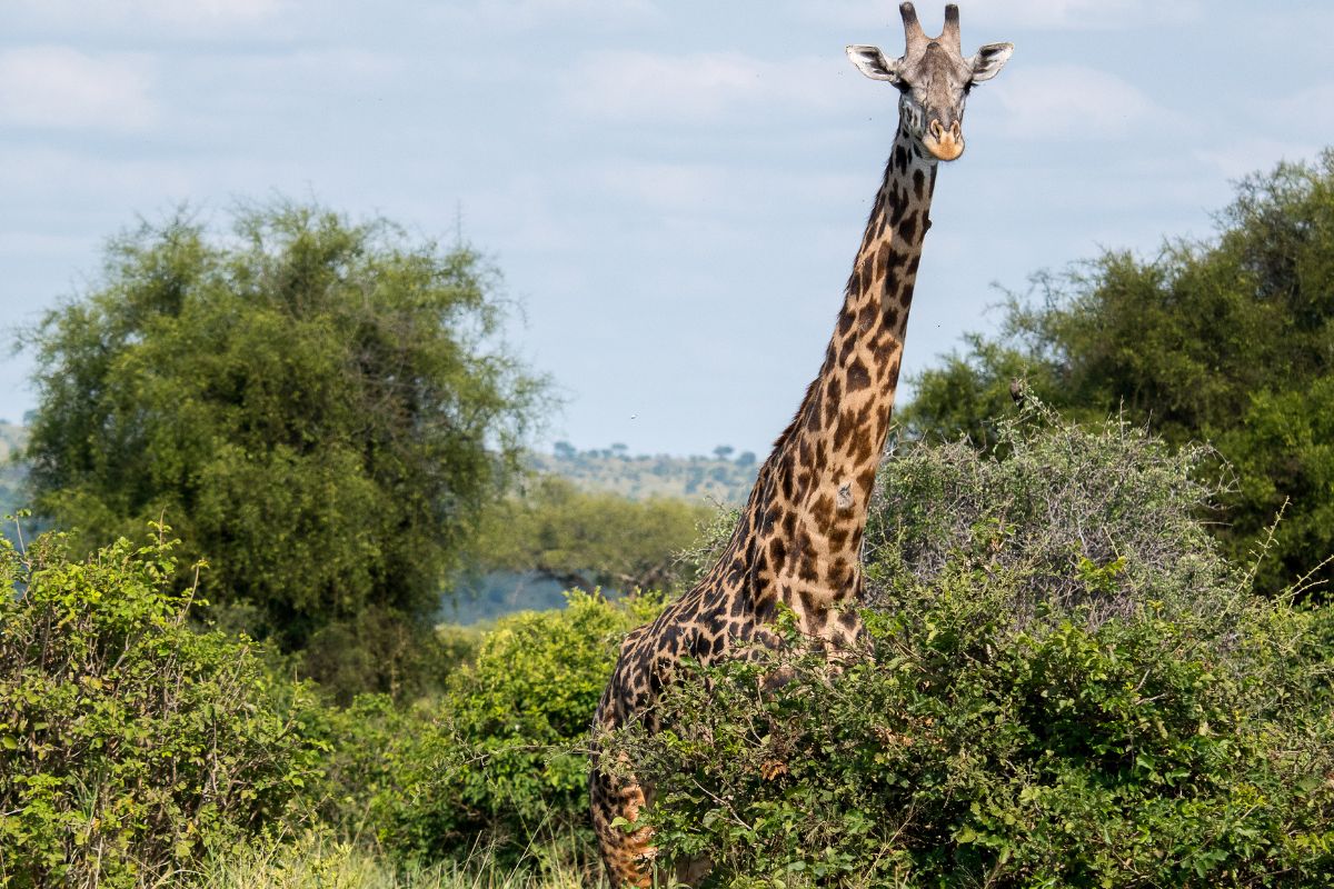 Quel prix pour un safari de 1 jour à Zanzibar ?