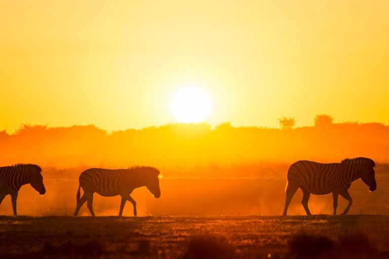 Les 5 plus belles réserves d’Afrique du Sud en 2025