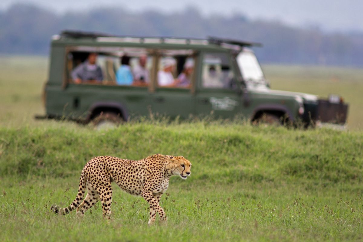 Top 5 des plus beaux safaris d’Afrique en 2025