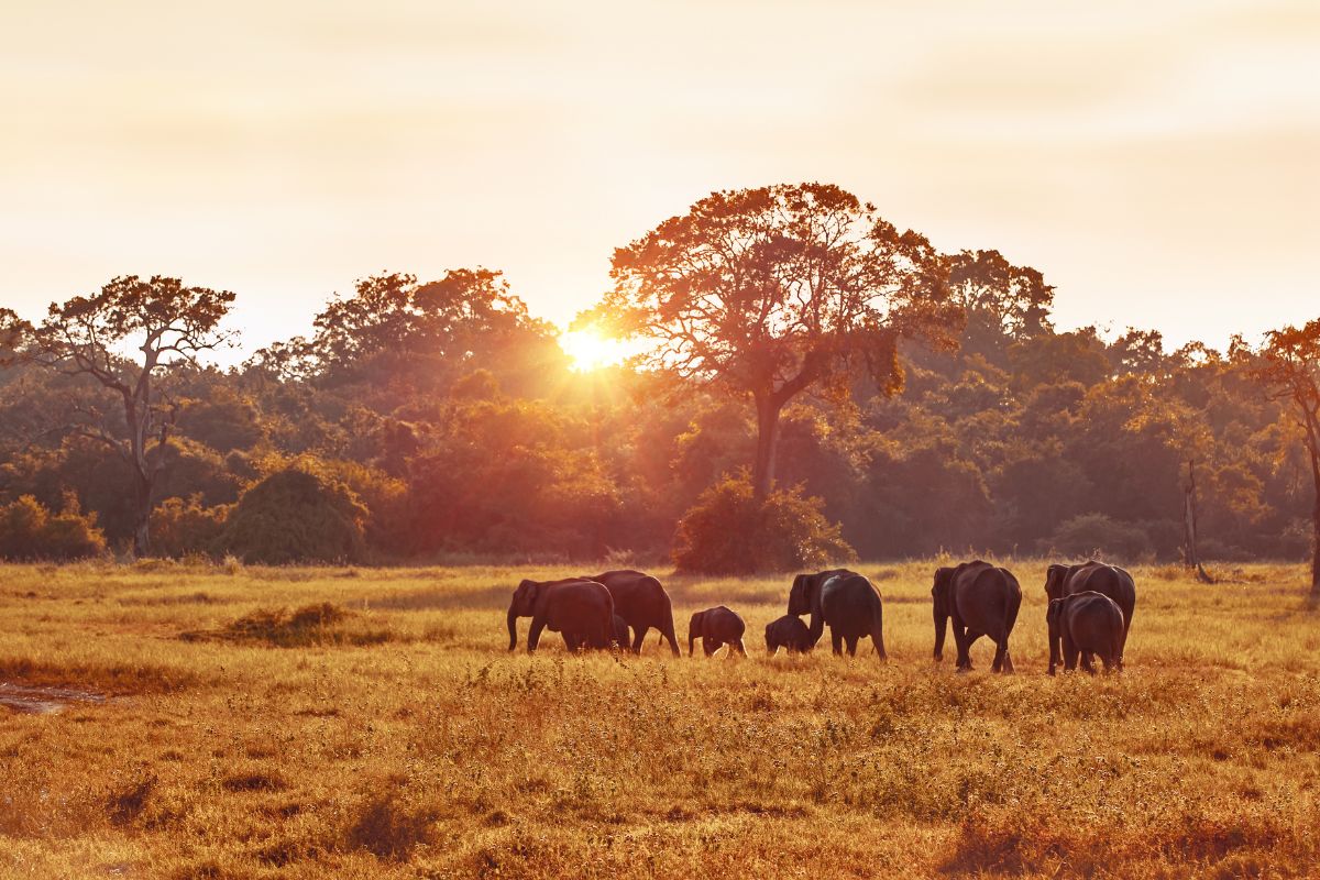 Top 5 des plus beaux safaris d’Afrique en 2025