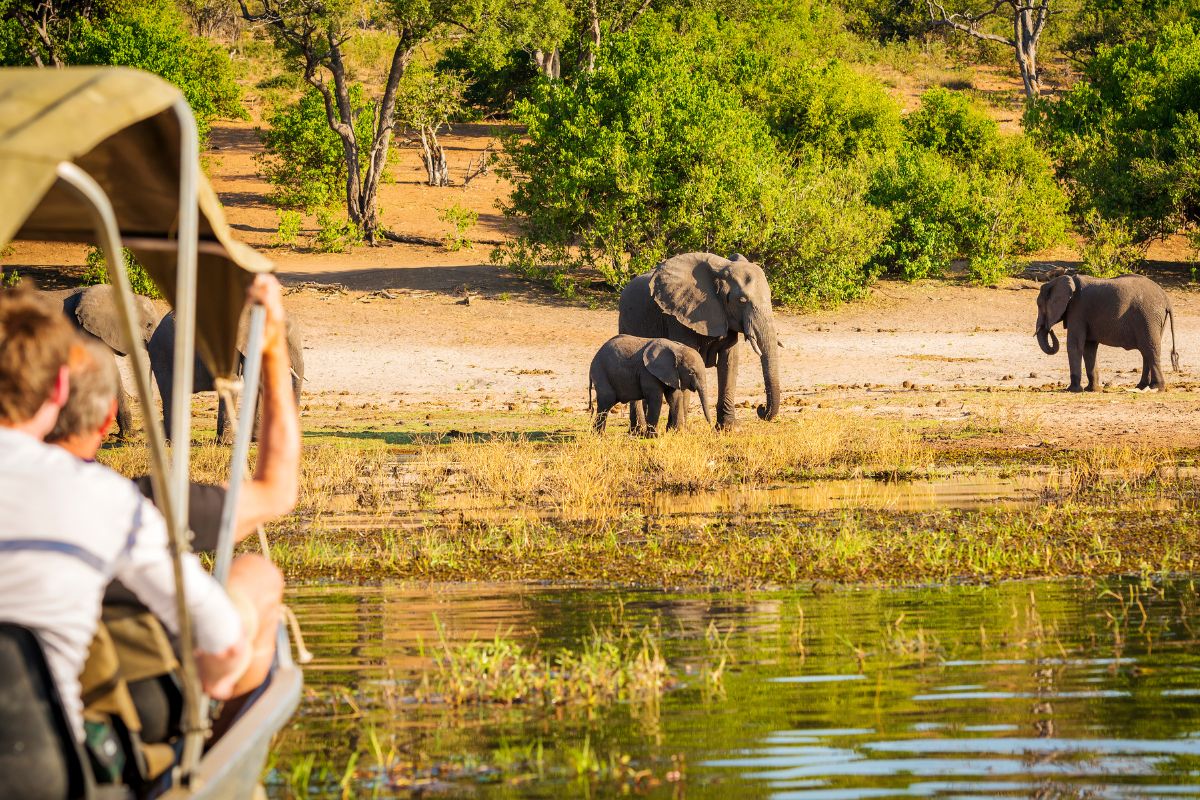 Top 5 des plus beaux safaris d’Afrique en 2025