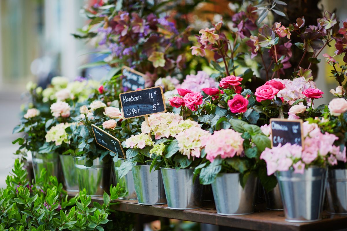 Marché aux fleurs à Nice : L’incontournable de 2025