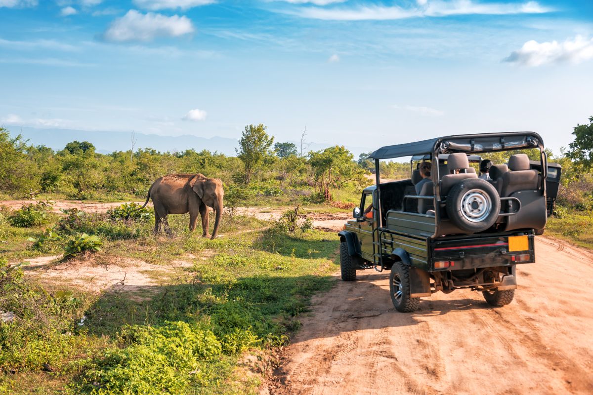 Top 5 des plus beaux safaris d’Afrique en 2025