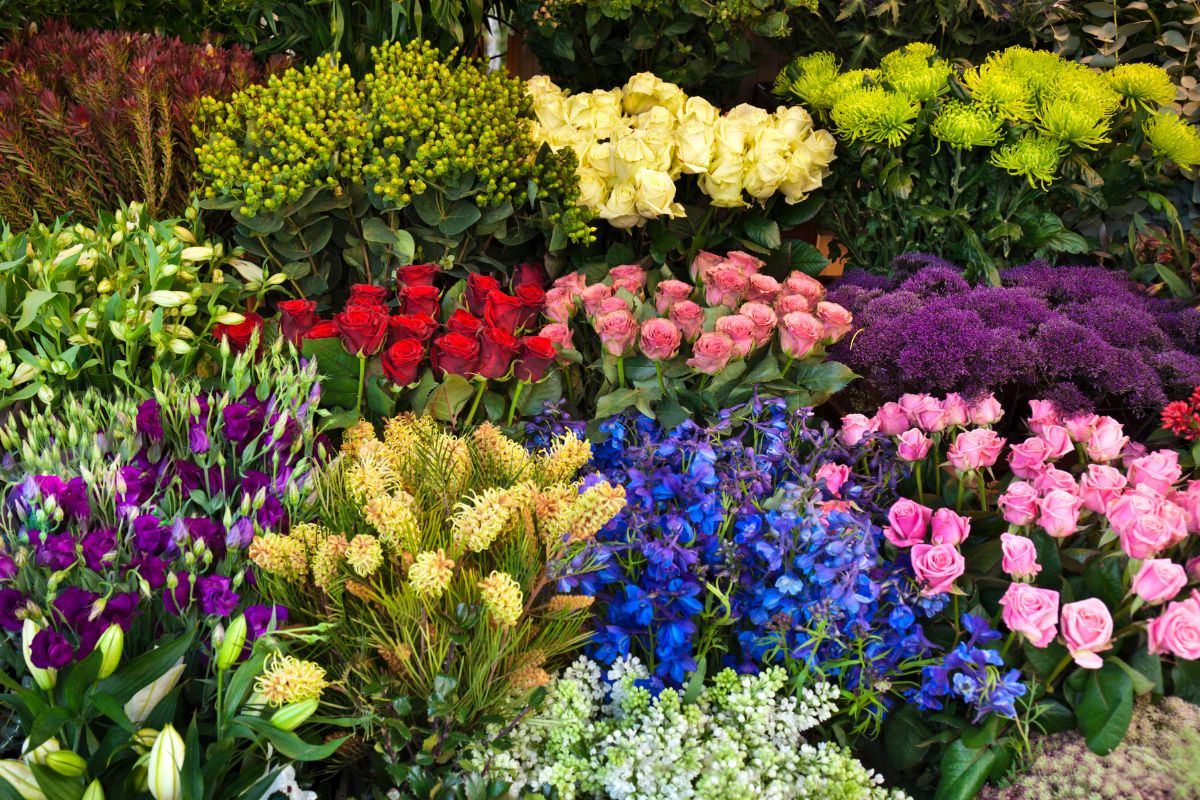 Marché aux fleurs à Nice : L’incontournable de 2025