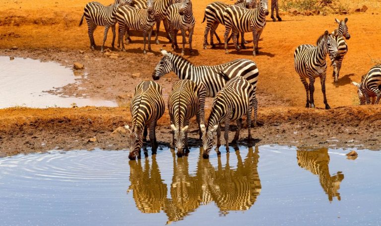 Top 5 des plus beaux safaris d’Afrique en 2025