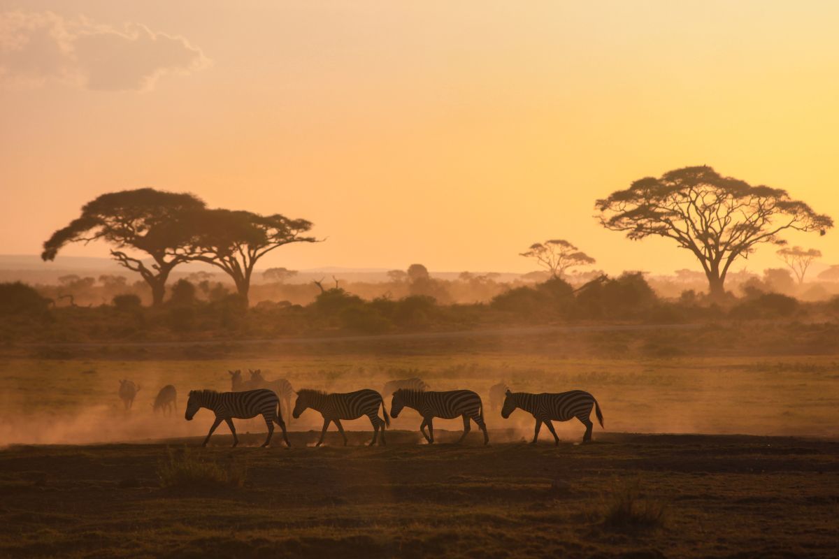 Top 5 des plus beaux safaris d’Afrique en 2025